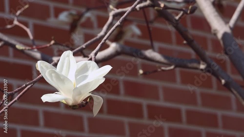 White Magnolia Blossom on Bare Branch Against Brick Wall