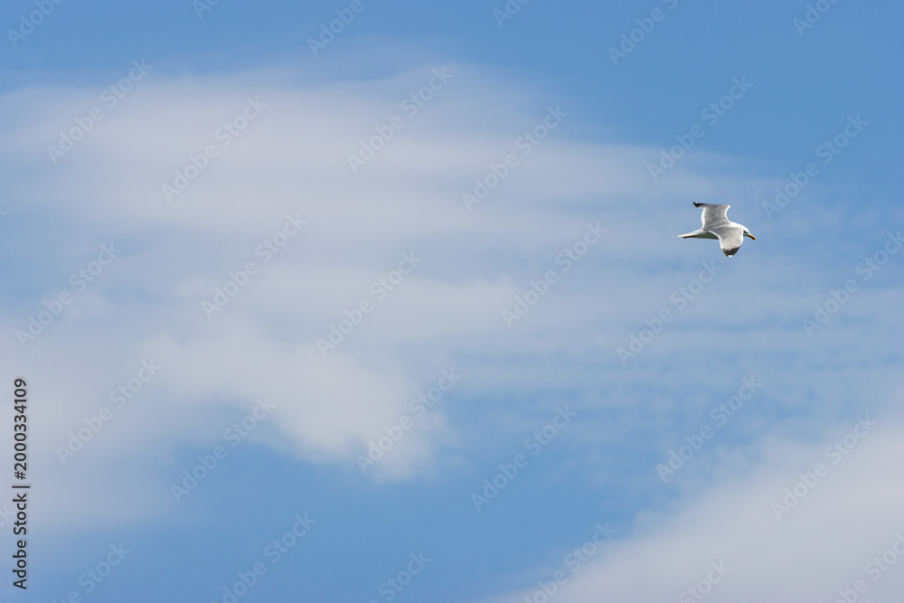 Fototapeta premium A single seagull flying across a bright blue sky with soft white wispy clouds during a clear sunny day.