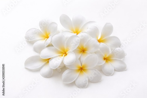 Delicate white plumeria petals clustered on a smooth white backdrop