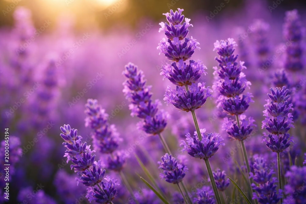 Obraz premium Intense close up of purple lavender flowers thriving in a bright field