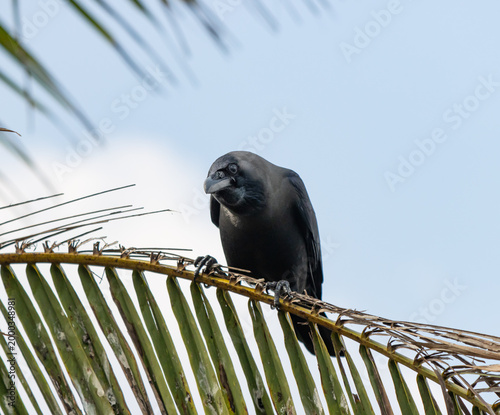 A black bird is perched on a leafy branch