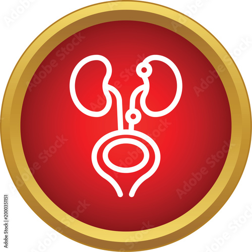 Human internal urology anatomy organs including kidneys and bladder on a red button