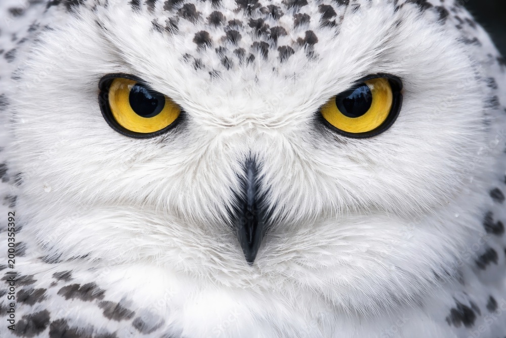 Obraz premium Detailed close up shot of a snowy owl's piercing eyes and plumage