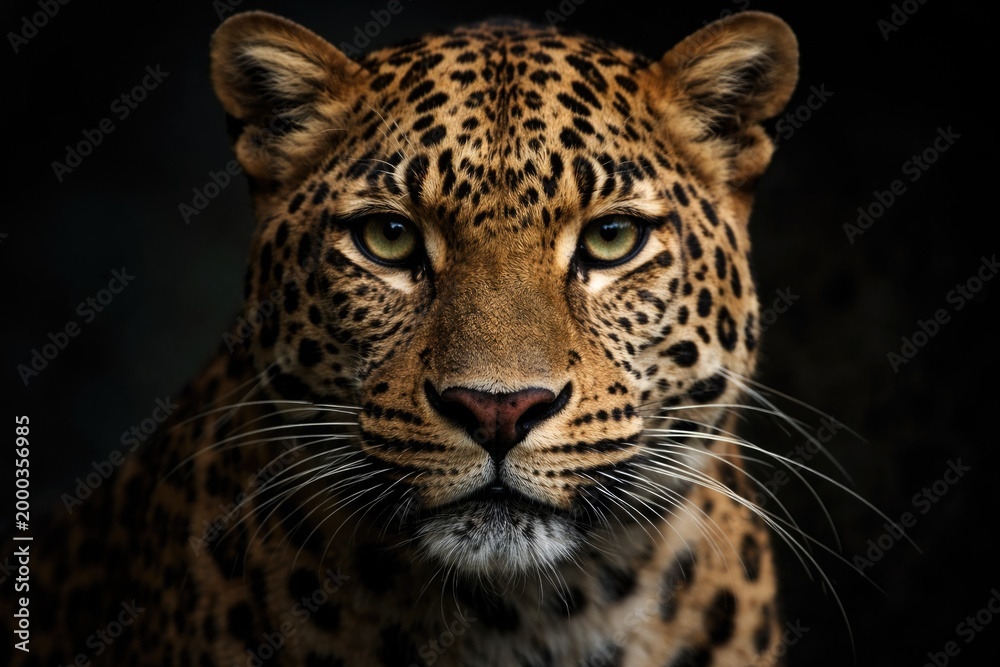 Obraz premium Wild leopard face detailed close up on moody black background