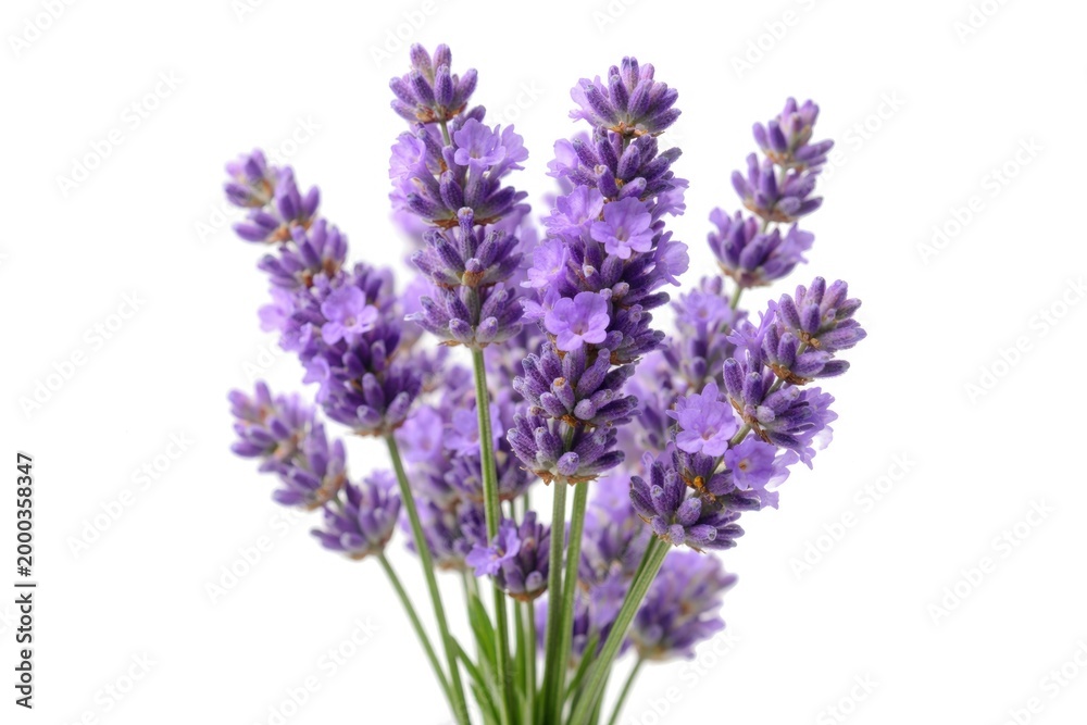 Fototapeta premium Isolated lavender flower cluster captured in sharp detail on white background