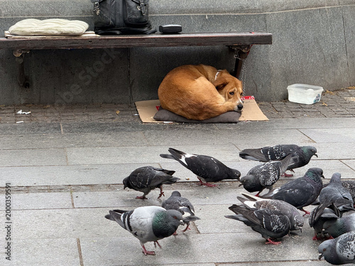Homeless dog resting under bench while pigeons gather nearby. Urban survival, animal shelter, street life, coexistence, feeding behavior, and city environment reality.