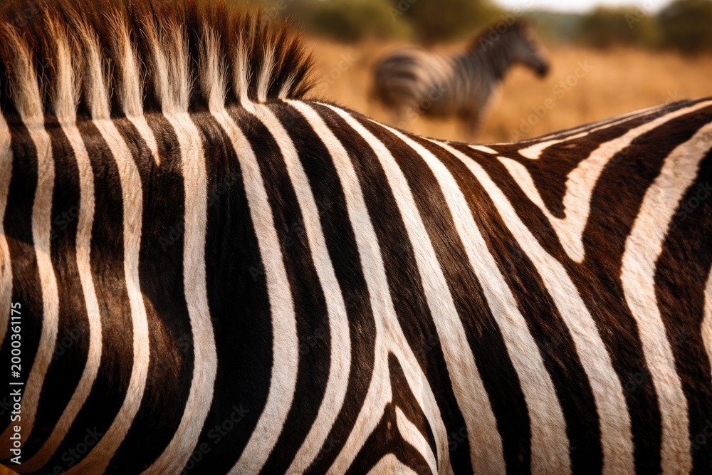 Fototapeta premium Close up of zebra stripes in natural habitat