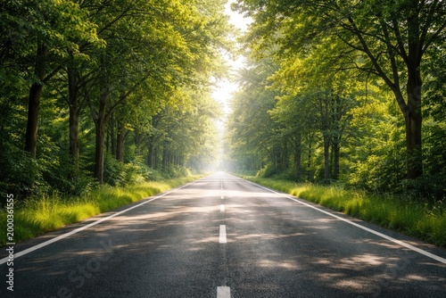 Bright serene roadway bordered by thick verdant trees offering copy space for natural concepts