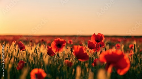 A vibrant field of red poppies bathed in warm golden sunlight during sunset, creating a serene and natural landscape.