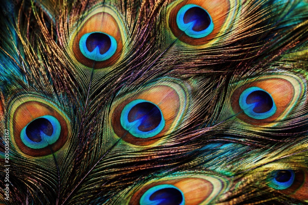 Fototapeta premium Intricate close up display of peacock feathers bursting with colorful patterns