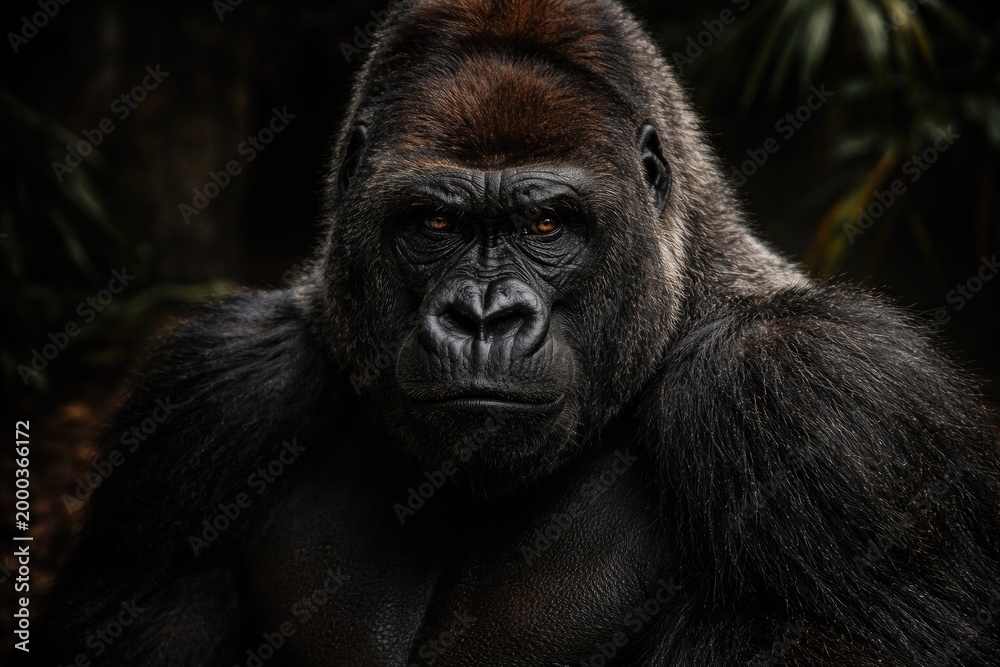 Fototapeta premium Intense gaze of a lowland gorilla on a dimly lit background