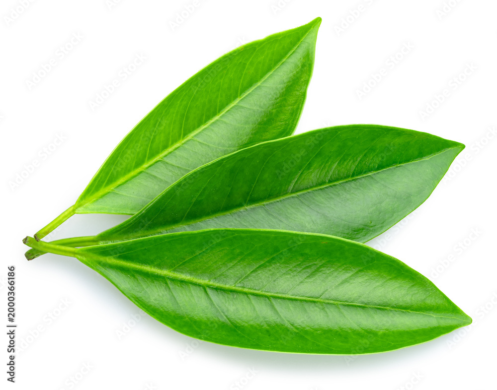 Fototapeta premium Green tropical leaves isolated on white background. File contains clipping path.