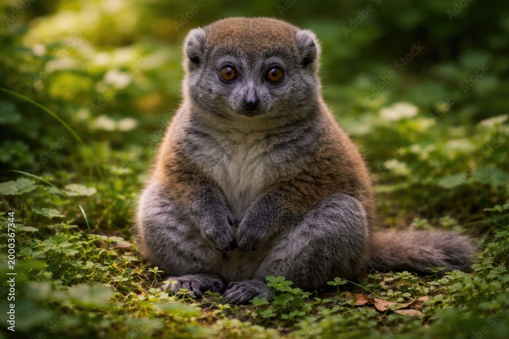 Fototapeta premium Gentle lemur sitting calmly on green leafy ground