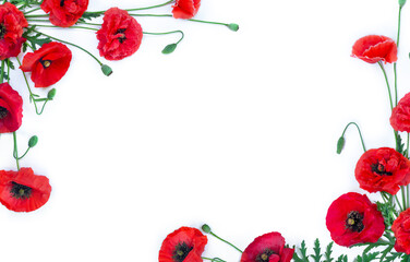 Red poppy flowers with buds and green leaves isolated on white background with copy space. Top view, flat lay