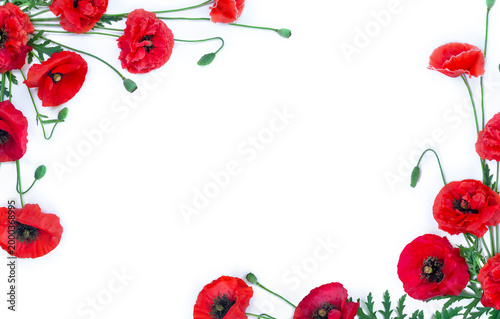 Red poppy flowers with buds and green leaves isolated on white background with copy space. Top view, flat lay