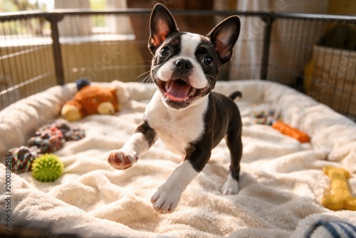 Energetic Boston Terrier pu...