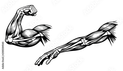 Human arm muscles and bones illustration, depicting anatomical structure, strength, bodybuilding, fitness and health