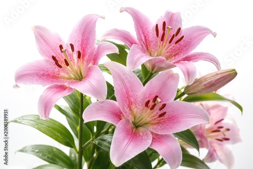 Beautiful pink tiger lily blooms with tender petals and vibrant green leaves against a pure white background