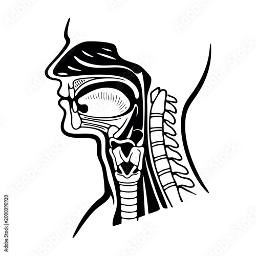 Human sagittal view illustrating throat anatomy, including mouth, pharynx, larynx, esophagus, and cervical vertebrae