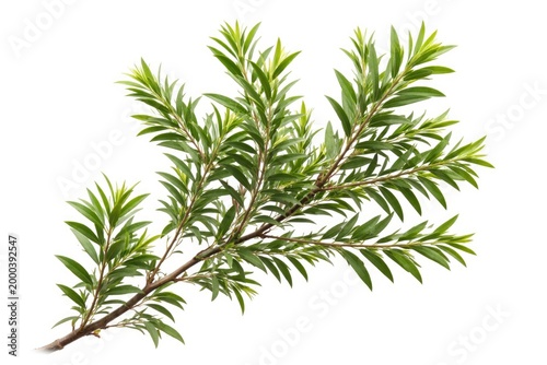 Isolated botanical image sh...
