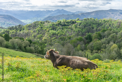 Slika na platnu Vaca asturiana en pradera verde con montañas al fondo en paisaje rural