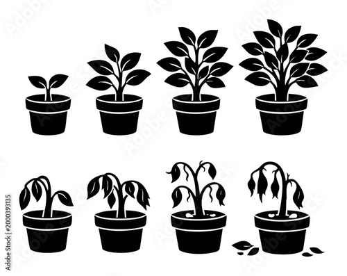 Plant in a pot evolving through its life cycle, depicting various stages of growth, development, wilting, and decay