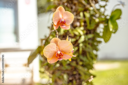 Orchide 