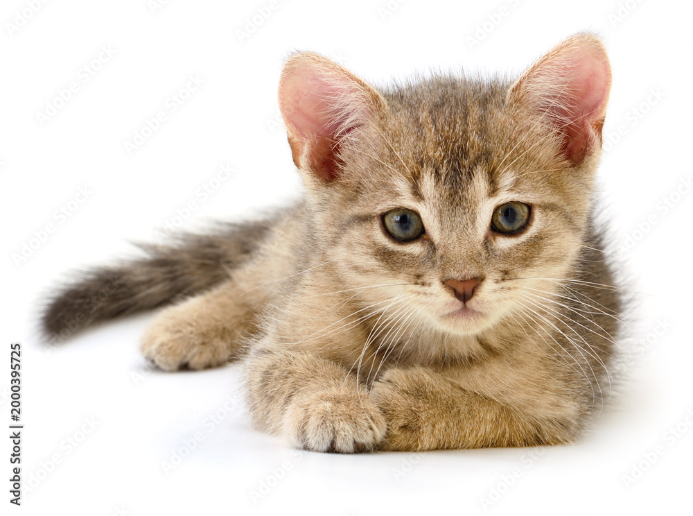 Fototapeta premium Small Grey Tabby Kitten Lying Isolated on White Background