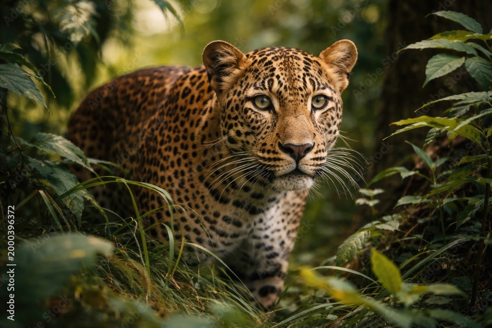 Fototapeta premium Indian Leopard Observing Surroundings in Jungle