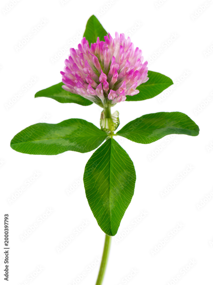Obraz premium Clover flower isolated on white background. Pink clover on a stem with green leaves. Medicinal herb.