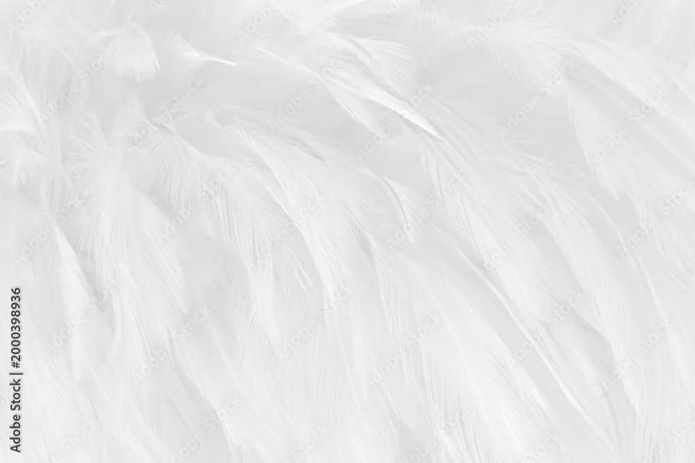 Obraz premium Beautiful white grey bird feathers pattern texture background.