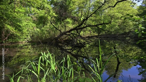 River landscape, dead branch of the Sesia River, reflections, trees on the water, sun, vegetation, Sesia River, Albano Vercellese, Lame del Sesia Regional Park, Piedmont, Italy, river
