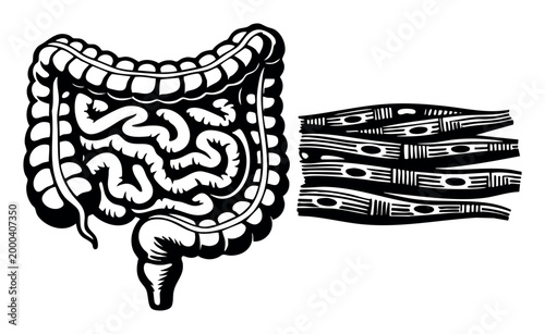 Human digestive system anatomy showing the detailed structure of gut health, including muscular contractility and cellular composition