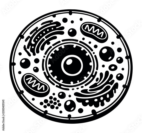 Cell diagram showing its internal components. Illustrating biology, science, microscopy, anatomy, and life processes