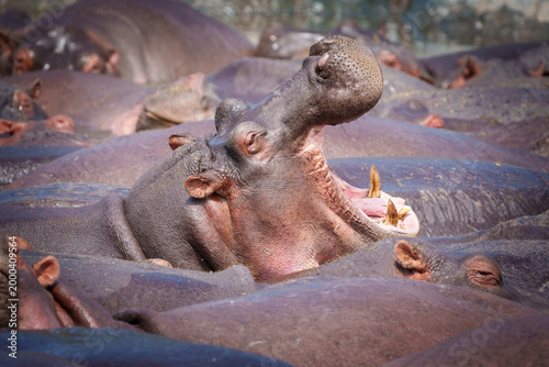 Bild auf Leinwand Hippopotamus or Hippopotamus amphibius wallowing in pool