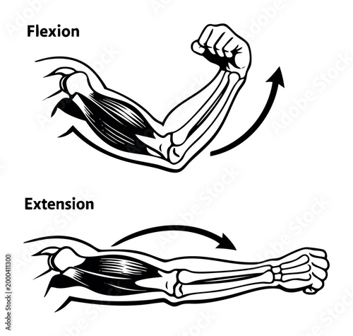 Human arm movement showing the anatomical processes of elbow flexion and extension, detailing muscles and bones involved in the action