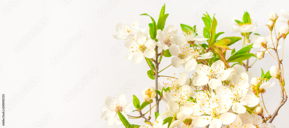 Obraz premium Spring blossom branches with white flowers on isolated background and copyspace for floral nature design