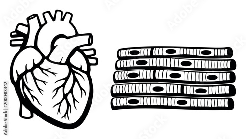 Heart organ with its blood vessels and detailed cardiac muscle cells showing nucleus and striations, for medical concept