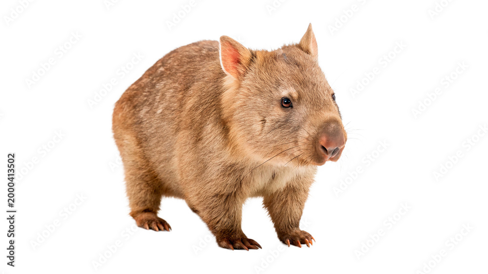 Fototapeta premium southern hairy nosed wombat isolated on transparent background