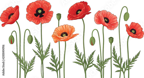 Vibrant red and orange poppies with green stems and leaves on white background