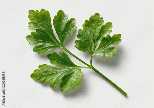 Fresh Green Parsley Herb Leaf Isolated on White Background.