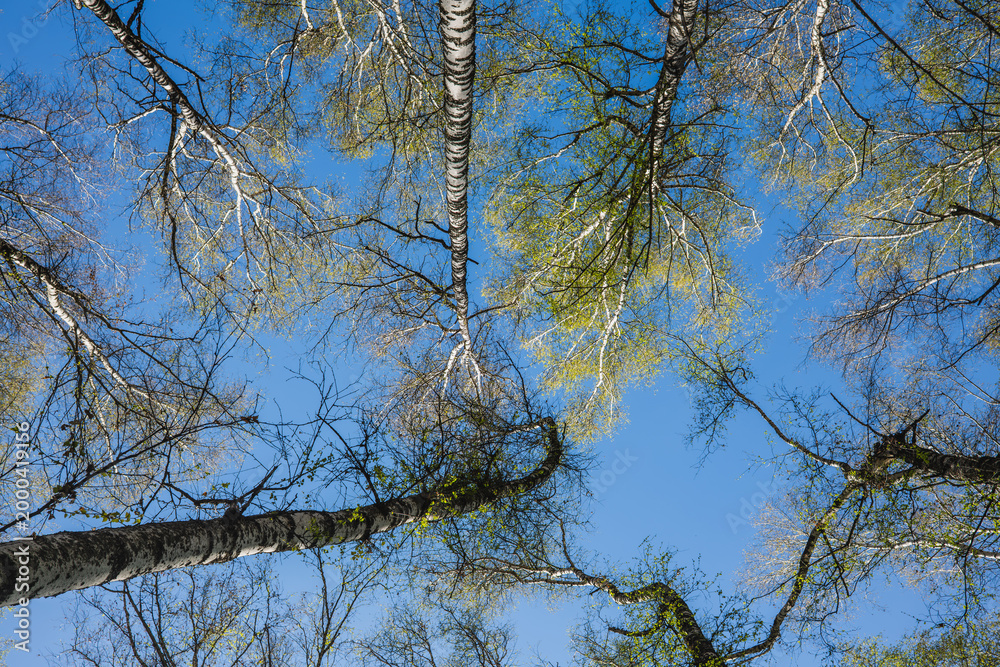Fototapeta premium Low angle upward view of birch tree branches and leaves against clear blue sky in mountain forest