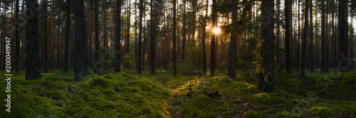Sunset or sunrise in a mossy pine forest. The low sun illuminates the scene through the trees. Beautiful sunbeams and highlights on mossy hummocks. Panoramic photo of a natural woodland landscape. 3:1