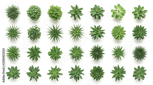 Set of various green succulent plants top view