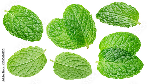 Photography Several garden mint leaves isolated on white background