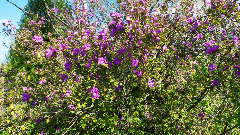 Obraz premium Blooming pink rhododendron flowers in the spring forest. Lush pink flowers of rhododendron dauricum blooming in the botanical garden during springtime