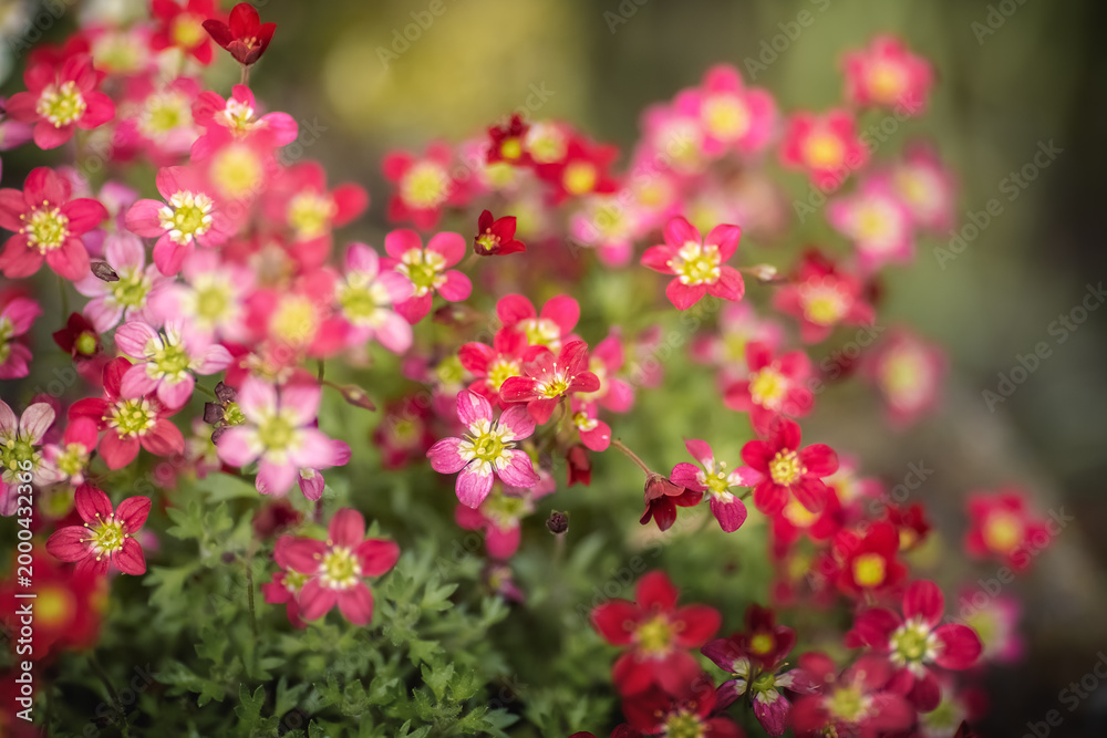 Fototapeta premium Knöllchen-Steinbruch in Rot. Saxifraga granulata