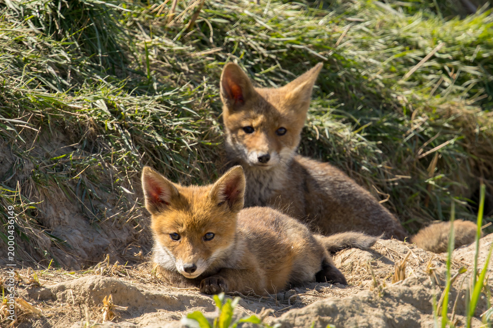 Fototapeta premium Red fox cub/cubs in nature on a sunny spring day