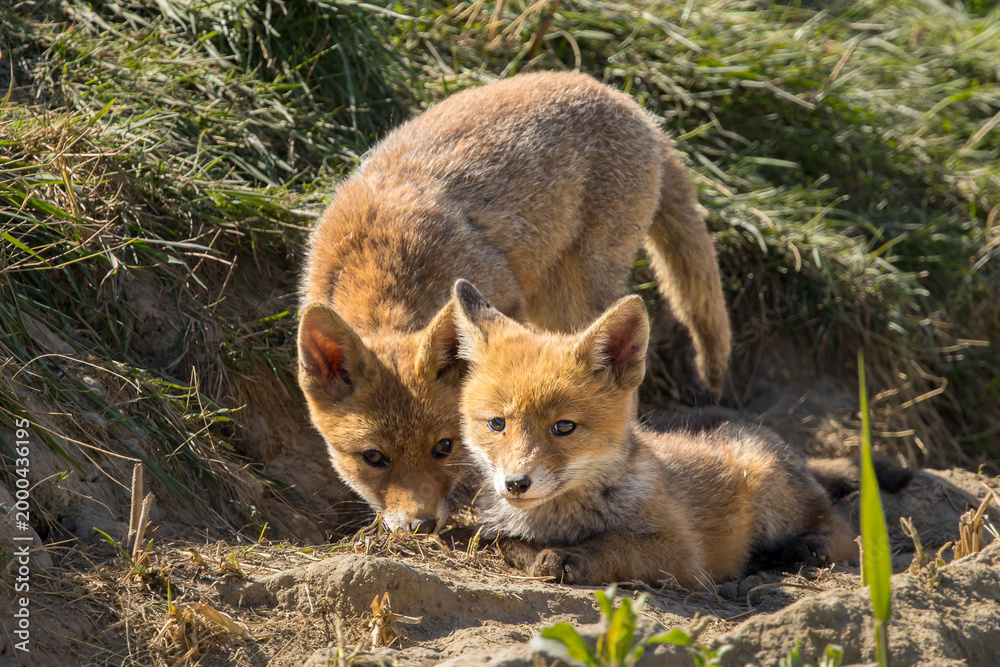 Fototapeta premium Red fox cub/cubs in nature on a sunny spring day