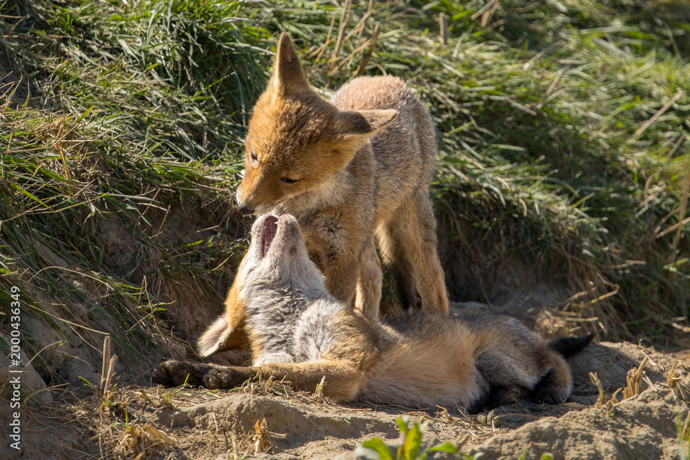 Fototapeta premium Red fox cub/cubs in nature on a sunny spring day